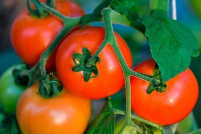 В Украине резко обвалились цены на тепличные помидоры