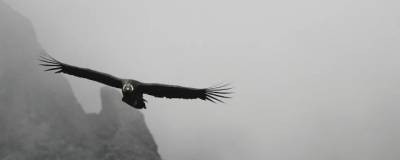 Ученые сообщили, что андский кондор пролетает до 160 км без взмаха крыльев