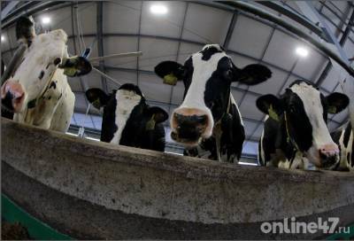 В Ленобласти будет создан региональный союз производителей и переработчиков молока
