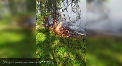 Харук: часто леса поджигают для отмены запрета на вырубку