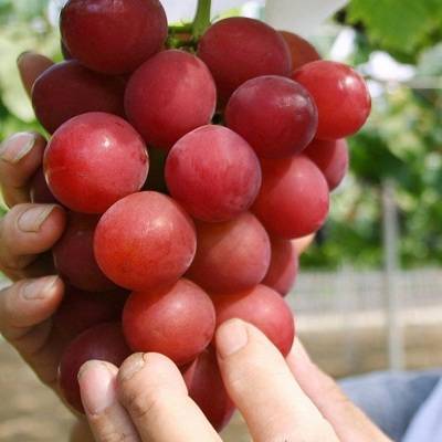 В Японии гроздь винограда продали на аукционе за $12 тыс