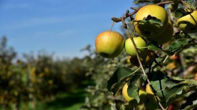 Воронежского фермера отправили в колонию за кражу 5 млн из бюджета на яблоневые сады