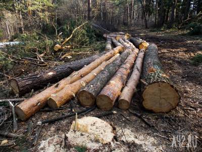 На валку деревьев в Кемерове планируют потратить более 260 000 рублей