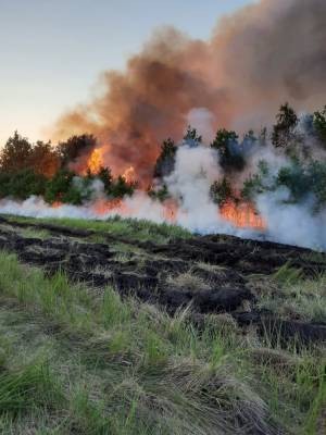 В Челябинске тушат пожар на территории городского бора