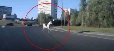 Белая лошадь проскакала по Кукковскому кольцу в Петрозаводске (ВИДЕО)