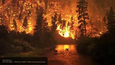 Правительство выделит на тушение лесных пожаров свыше 2,6 млрд рублей