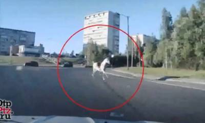 Лошадь бегала по проезжей части в Петрозаводске