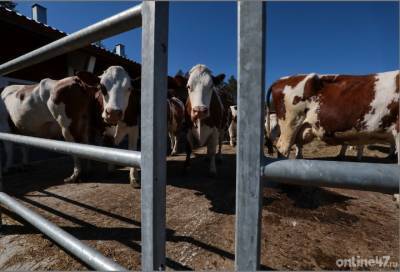 В Лужском районе появится молочно-товарная ферма на 6000 голов