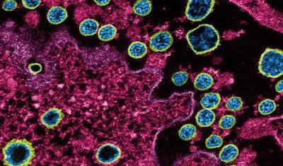 Ученые: группа крови практически не влияет на сопротивляемость коронавирусу