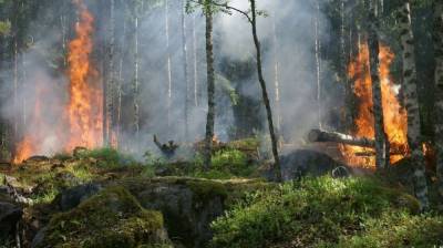 В четырёх районах Воронежской области объявили высочайший класс пожарной опасности