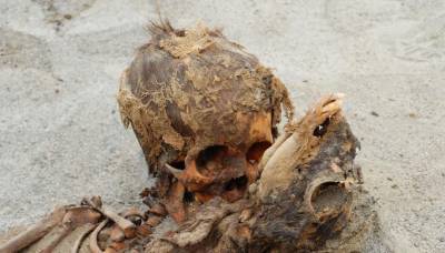 Грибники нашли человеческий скелет в лесу в Подмосковье