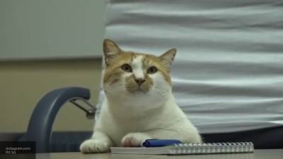 Опубликовано видео кота Мостика за журналистской работой