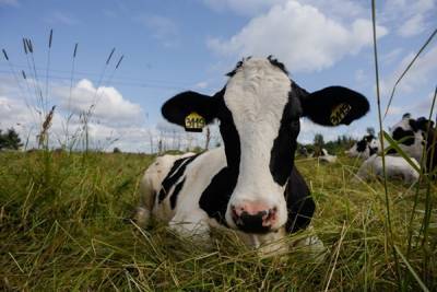 В Ленобласти построят новые товарно-молочные фермы за 12 млрд рублей