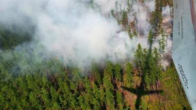 В Гидрометцентре оценили данные о причине половины лесных пожаров в России