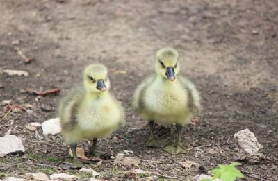 У китайских серых гусей в зоопарке «Лимпопо» родились двое малышей
