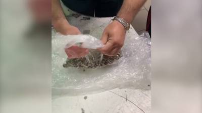 В "Шереметьево" нашли 12 килограммов марихуаны в посылках из США
