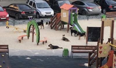 В Тюмени бродячие собаки захватили площадку для детей