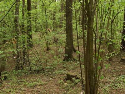 Искали 17 дней: во Львовской области в лесу нашли тело 59-летней женщины
