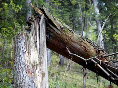 Во Львовской области дерево упало на 26-летнего мужчину: он погиб