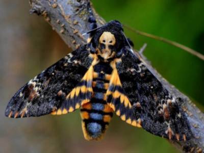 «Мертвая голова»: под Мелитополем обнаружили уникальную гусеницу бабочки