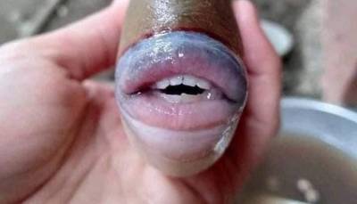 Фото рыбы с человеческими зубами и губами стало вирусным