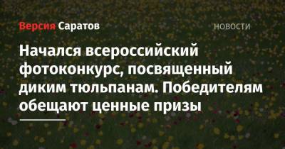 Начался всероссийский фотоконкурс, посвященный диким тюльпанам. Победителям обещают ценные призы