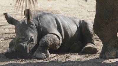 Детеныш исчезающего вида носорогов появился на свет в Чили.
