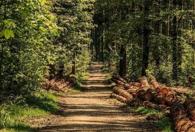 В Глазовском районе запретили посещать леса