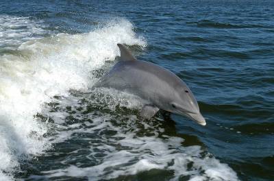 Эколог объяснила гибель дельфинов в Крыму
