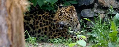 Дальневосточный леопард Дава появился в Новосибирском зоопарке