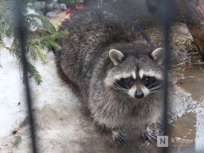32 тысячи «доброрублей» перевели нижегородцы на корм животным в зоопарке