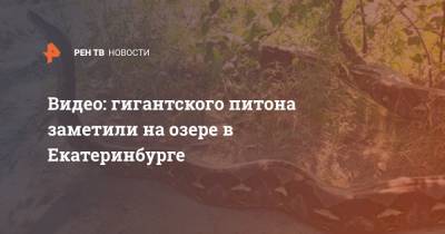 Видео: гигантского питона заметили на озере в Екатеринбурге