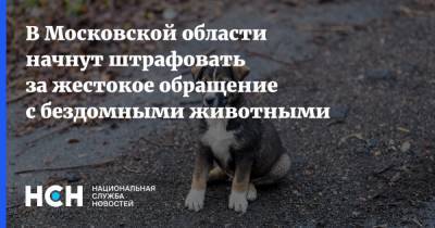 В Московской области начнут штрафовать за жестокое обращение с бездомными животными