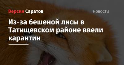Из-за бешеной лисы в Татищевском районе ввели карантин