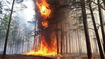 Правительство РФ выделит миллиарды рублей на тушение лесных пожаров в регионах