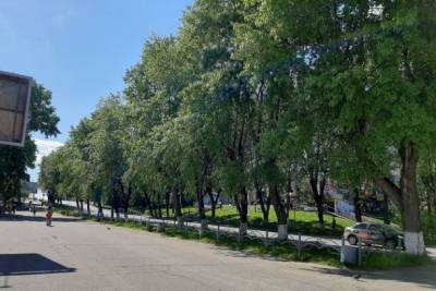 Сыктывкарцы одобрили вырубку тополей на участке улицы Коммунистической
