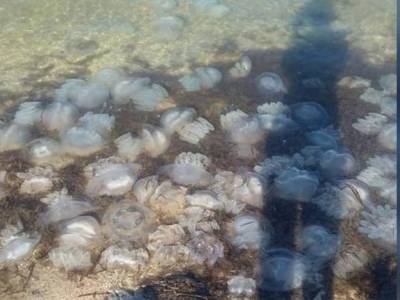 Вода напоминает желе: Кирилловку атакуют полчища медуз