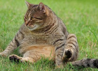 Главные мифы об ожирении домашних животных: почему толстый кот – это плохо