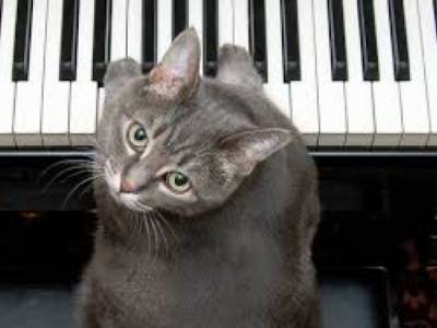 Пользователей Сети рассмешил кот, «играющий» на пианино (ВИДЕО)