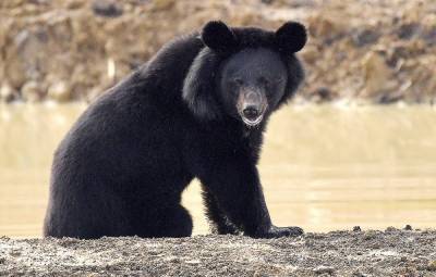 В Приморье гималайский медведь напал на человека