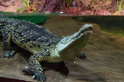 Трехметровый крокодил напал на ребенка и утащил в воду