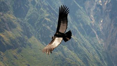 Ученые узнали о способности андского кондора пролететь до 172 км без взмахов крыльями