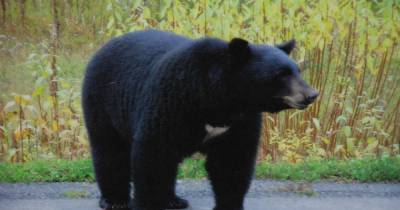 Косолапый не хозяин: медведь исцарапал мужчину, спасшего детей в США