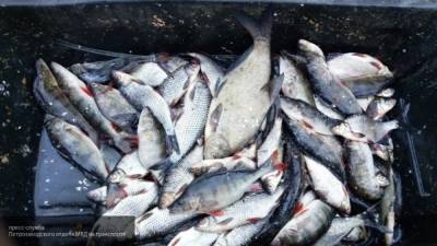 СМИ рассказали, как экспорт рыбы в Амурской области повлиял на жизнь местных жителей