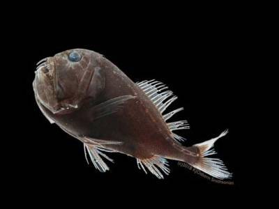 У берегов США обнаружили «невидимых» черных рыб