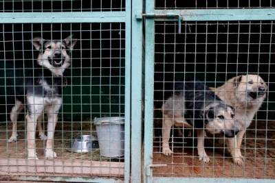 Штрафы до 50 тысяч рублей назначат в Подмосковье за травмирование животных при отлове и в приютах