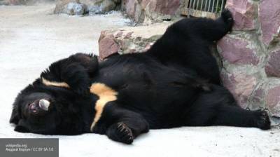 Медведь сломал предплечье пасечнику в Приморье