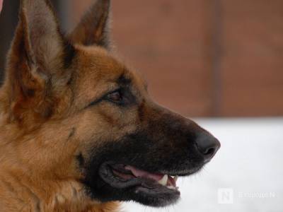 С хозяев покусавших ребенка собак борский суд взыскал 16,5 тысяч рублей