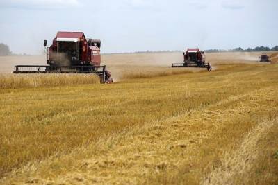 Аграрии сообщают о колоссальных потерях урожая в регионах России из-за засухи