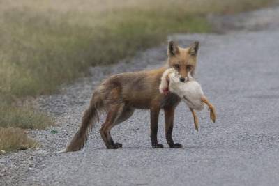 Природа настолько очистилась, что лисы снова стали проблемой для костромских птицеводов